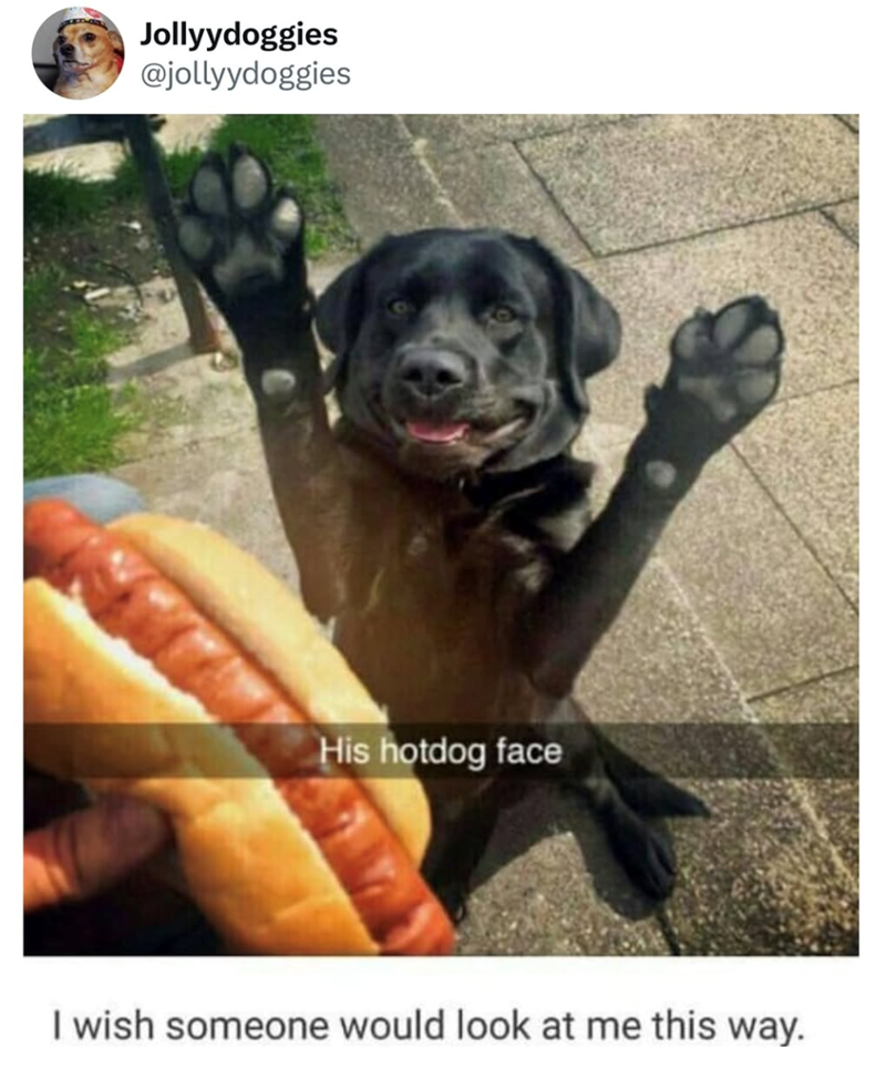 Jollyydoggies @jollyydoggies His hotdog face I wish someone would look at me this way.