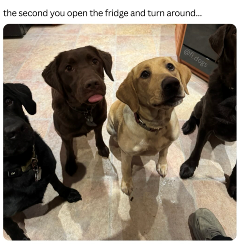 the second you open the fridge and turn around... @fi.dogs