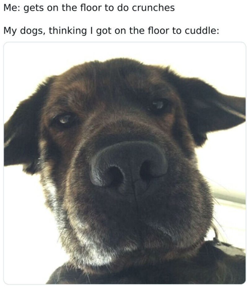 Me: gets on the floor to do crunches My dogs, thinking I got on the floor to cuddle: