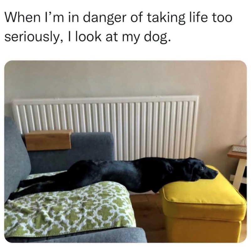 When I'm in danger of taking life too seriously, I look at my dog.