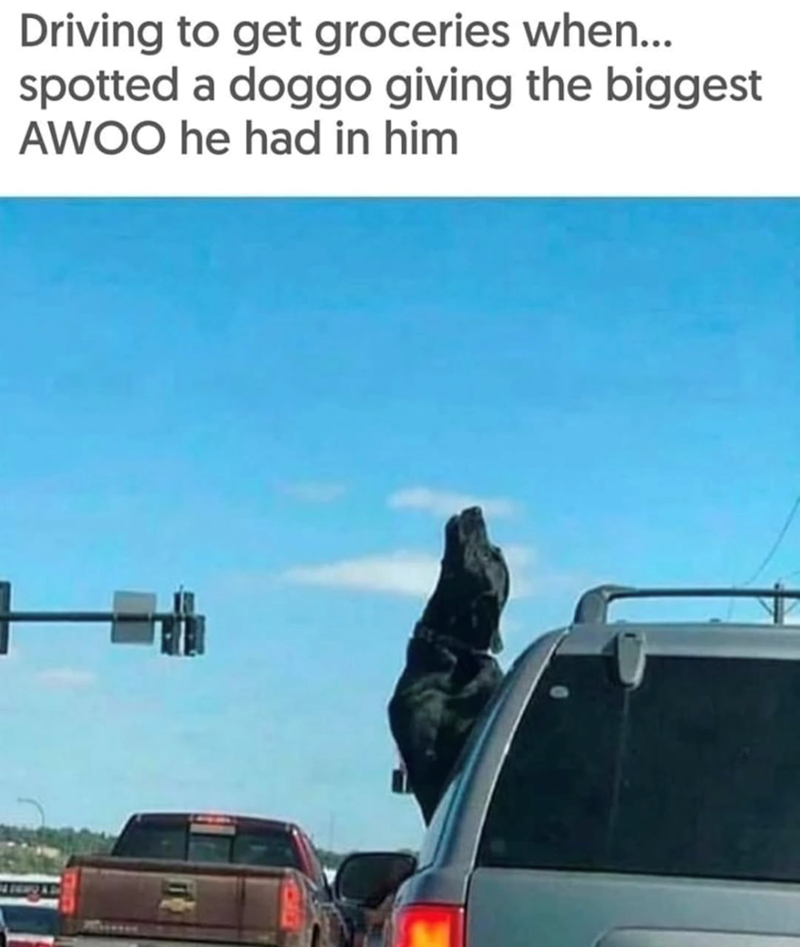 Driving to get groceries when... spotted a doggo giving the biggest AWOO he had in him H