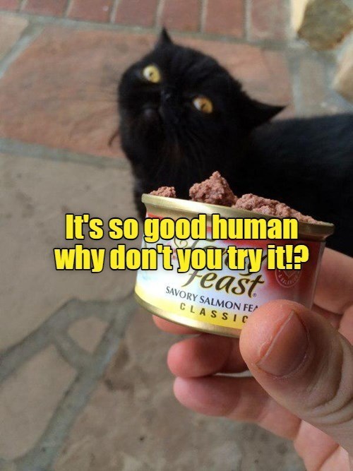 Cheezburger Image 10628595200