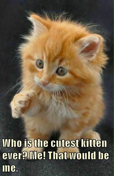 Cheezburger Image 10628595712