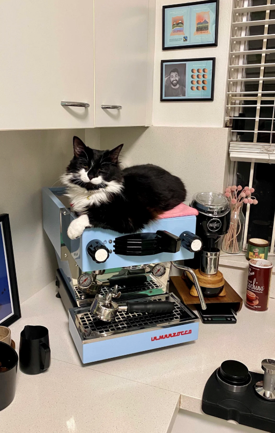 000 ULMARZOCCO NICHE schino