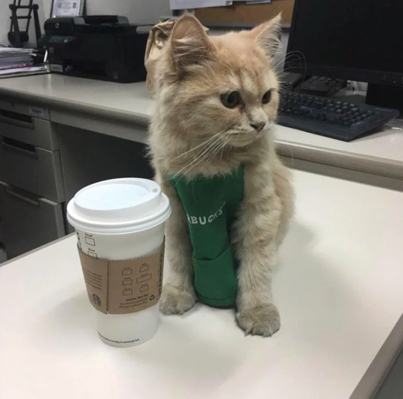 000 000 Can y BUCKS