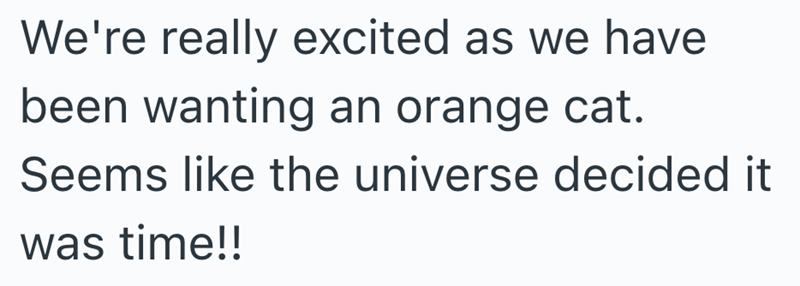 We're really excited as we have been wanting an orange cat. Seems like the universe decided it was time!!
