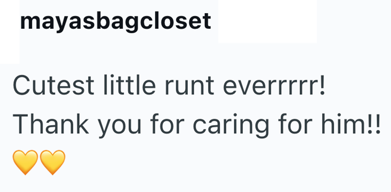 mayasbagcloset Cutest little runt everrrrr! Thank you for caring for him!!