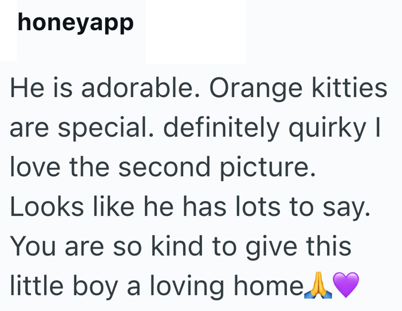honeyapp He is adorable. Orange kitties are special. definitely quirky I love the second picture. Looks like he has lots to say. You are so kind to give this little boy a loving home