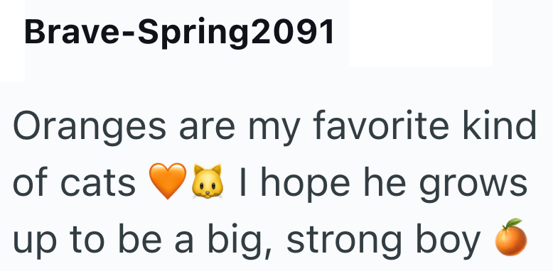 Brave-Spring2091 Oranges are my favorite kind of cats I hope he grows up to be a big, strong boy