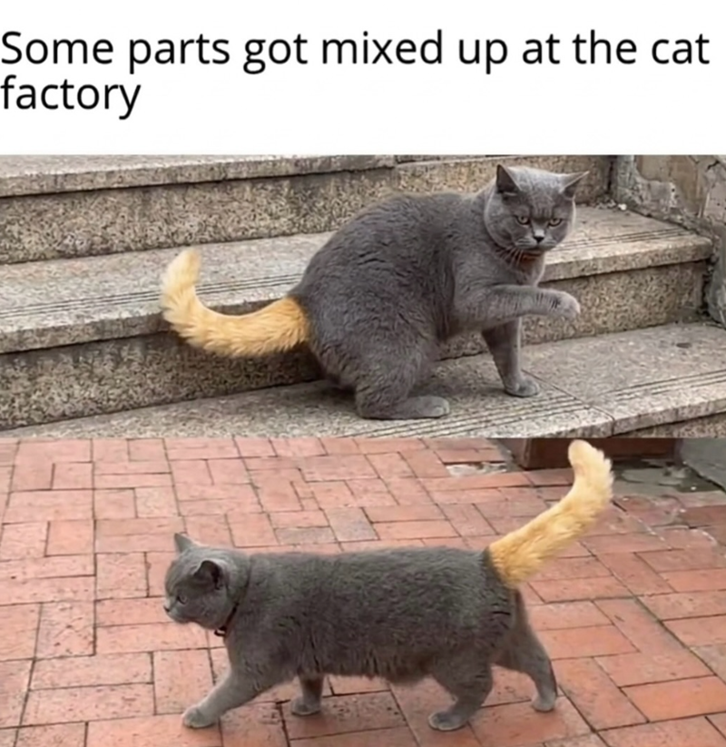 Some parts got mixed up at the cat factory