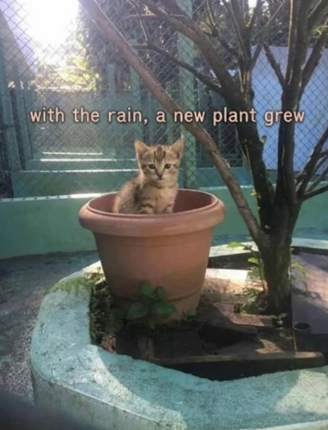 with the rain, a new plant grew