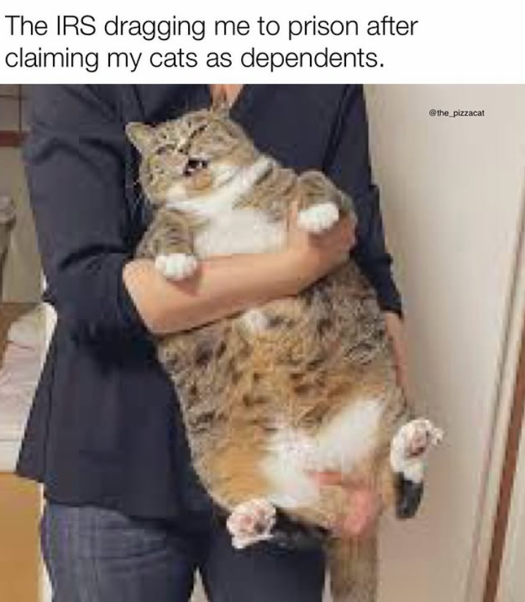 The IRS dragging me to prison after claiming my cats as dependents. @the_pizzacat