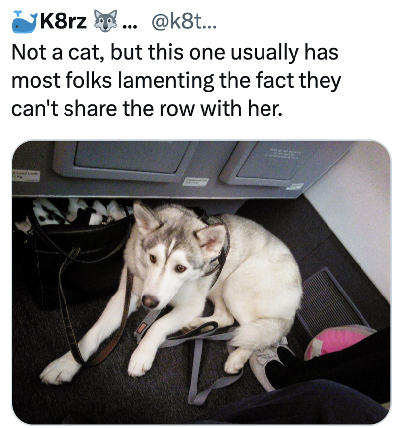 K8rz ... @k8t... Not a cat, but this one usually has most folks lamenting the fact they can't share the row with her.