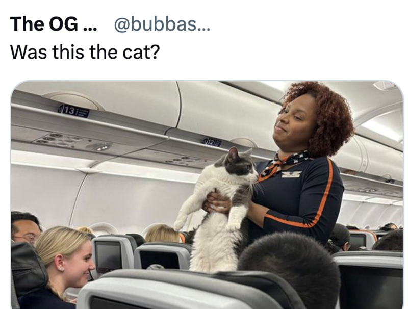 The OG... @bubbas... Was this the cat? 13 12