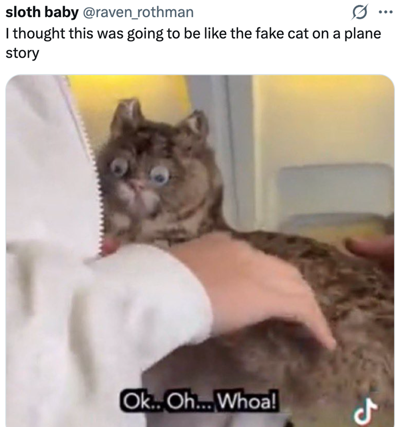 sloth baby @raven_rothman I thought this was going to be like the fake cat on a plane story Ok...Oh... Whoa! مل ...