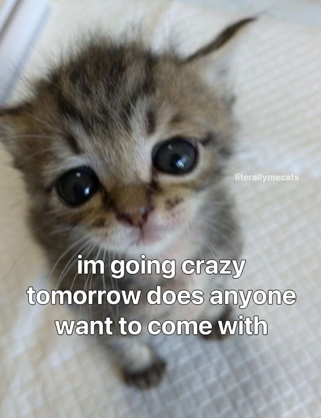 literallymecats im going crazy tomorrow does anyone want to come with