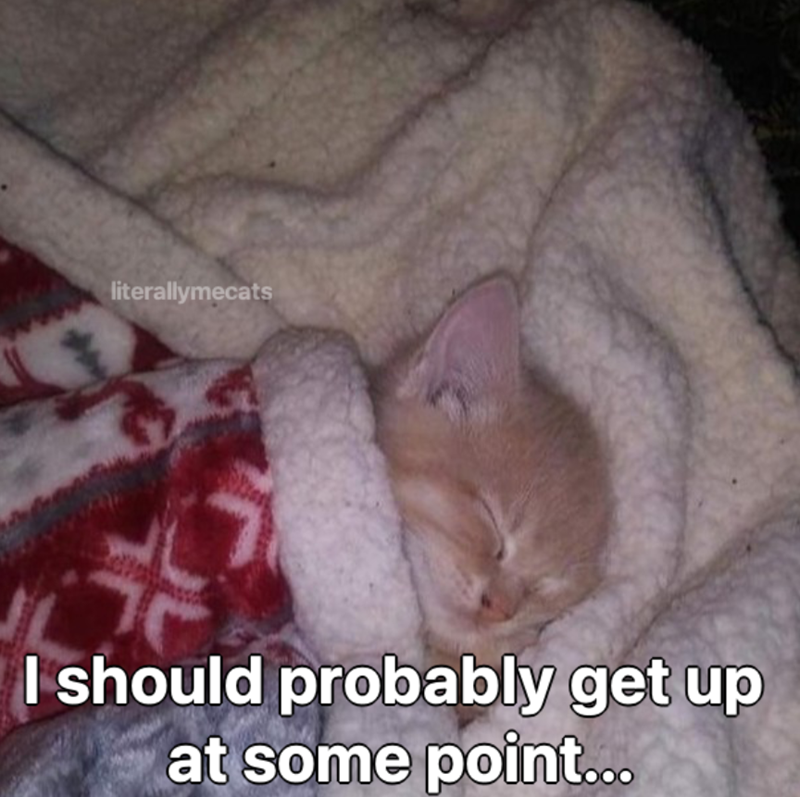 literallymecats I should probably get up at some point...