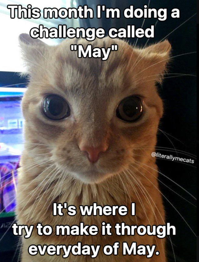 This month I'm doing a challenge called "May" @literallymecats It's where I try to make it through everyday of May.