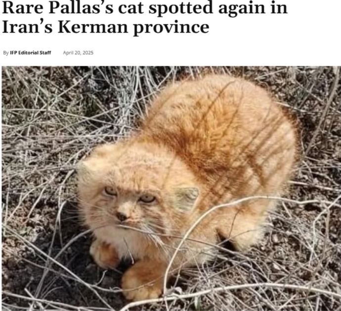 Rare Pallas's cat spotted again in Iran's Kerman province By IFP Editorial Staff April 20, 2025