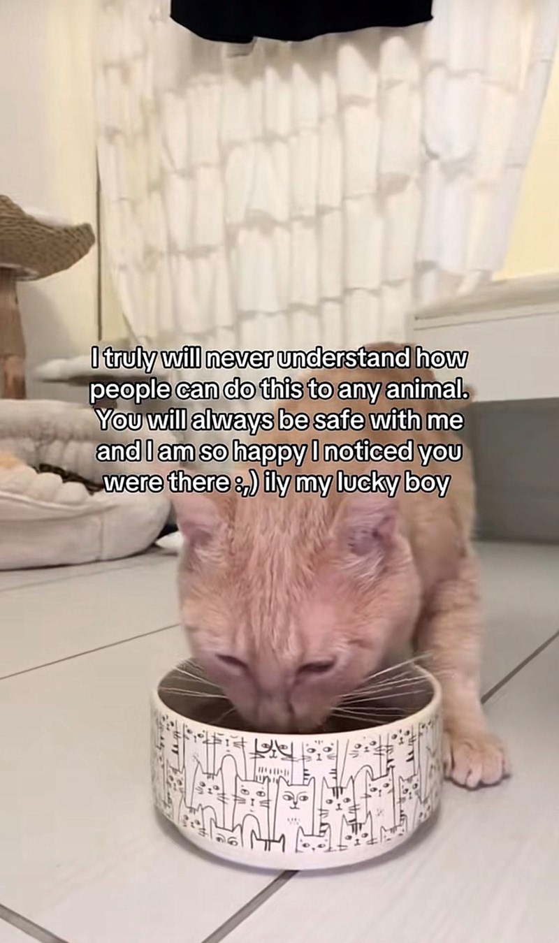 I truly will never understand how people can do this to any animal. You will always be safe with me and I am so happy I noticed you were there :,) ily my lucky boy a