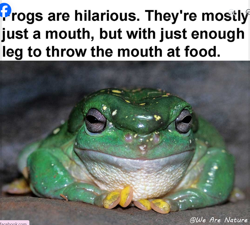 frogs are hilarious. They're mostly just a mouth, but with just enough leg to throw the mouth at food. facebook.com @We Are Nature