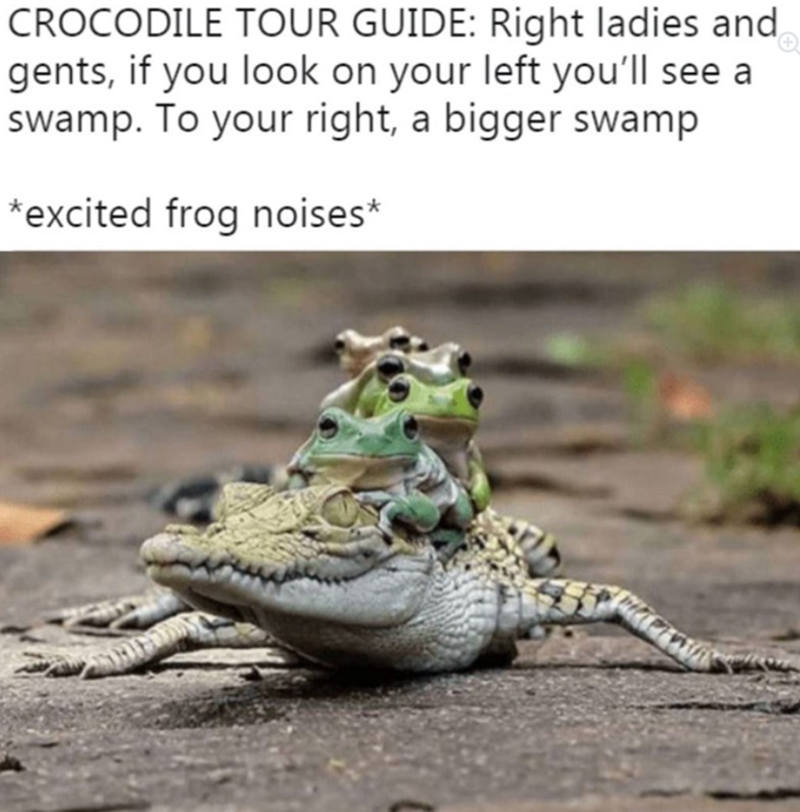 CROCODILE TOUR GUIDE: Right ladies and gents, if you look on your left you'll see a swamp. To your right, a bigger swamp *excited frog noises*