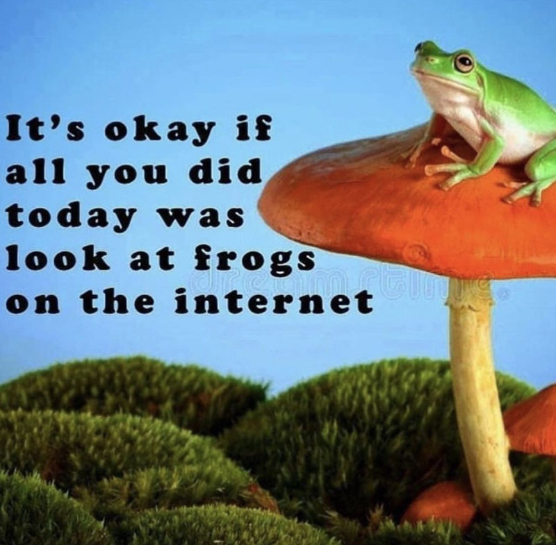 It's okay if all you did today was look at frogs on the internet