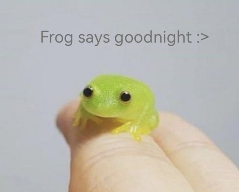 Frog says goodnight :>