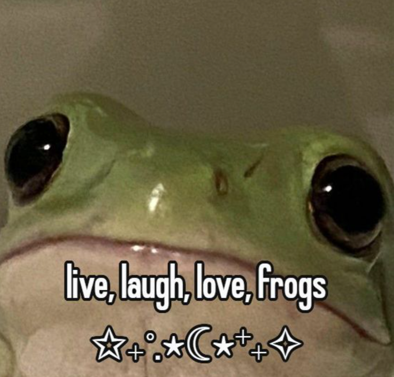 live, laugh, love, frogs ☆+☆+