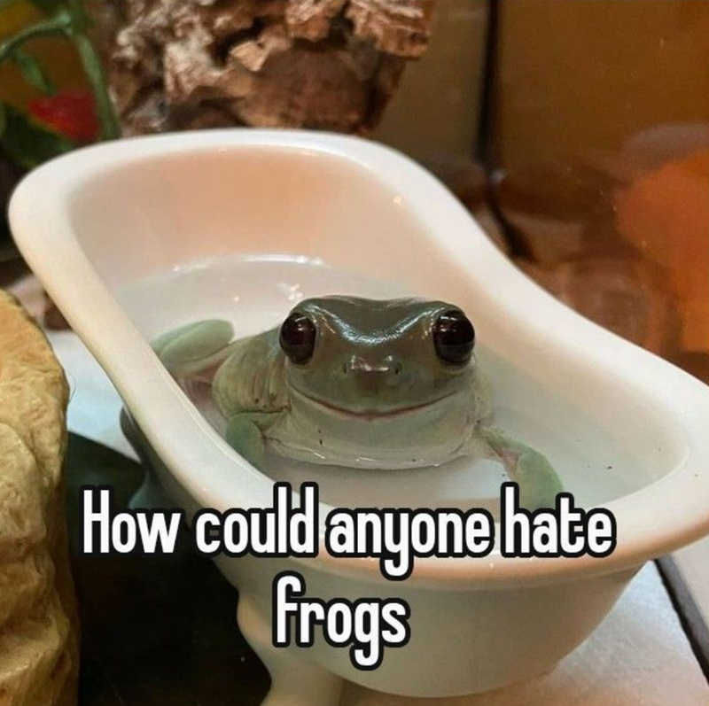 How could anyone hate frogs