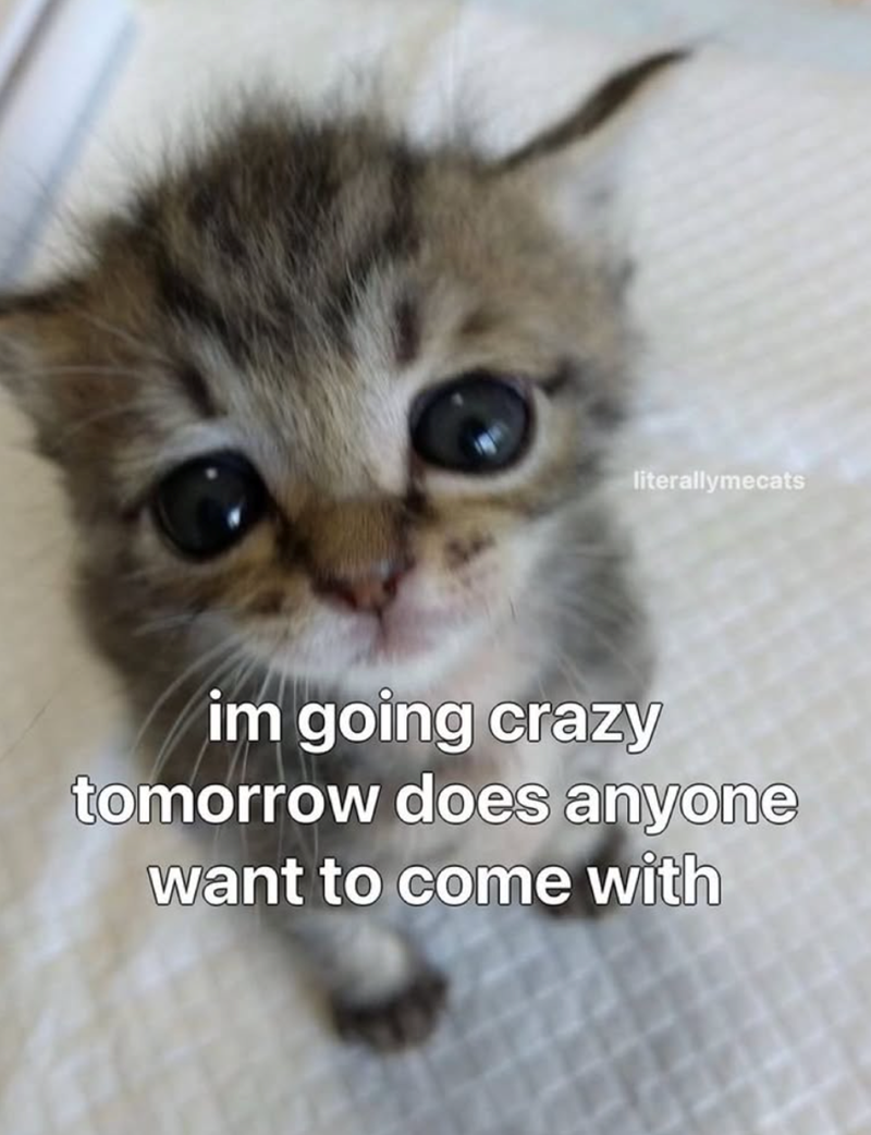 literallymecats im going crazy tomorrow does anyone want to come with