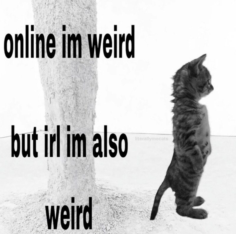 online im weird but irl im also weird literallymecats