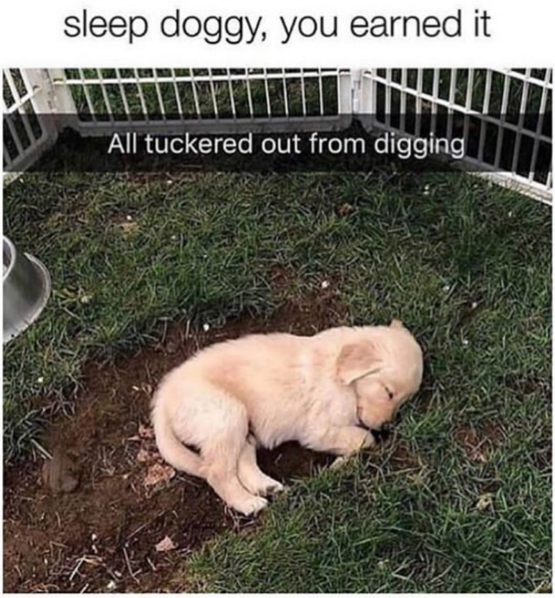 sleep doggy, you earned it. All tuckered out from digging