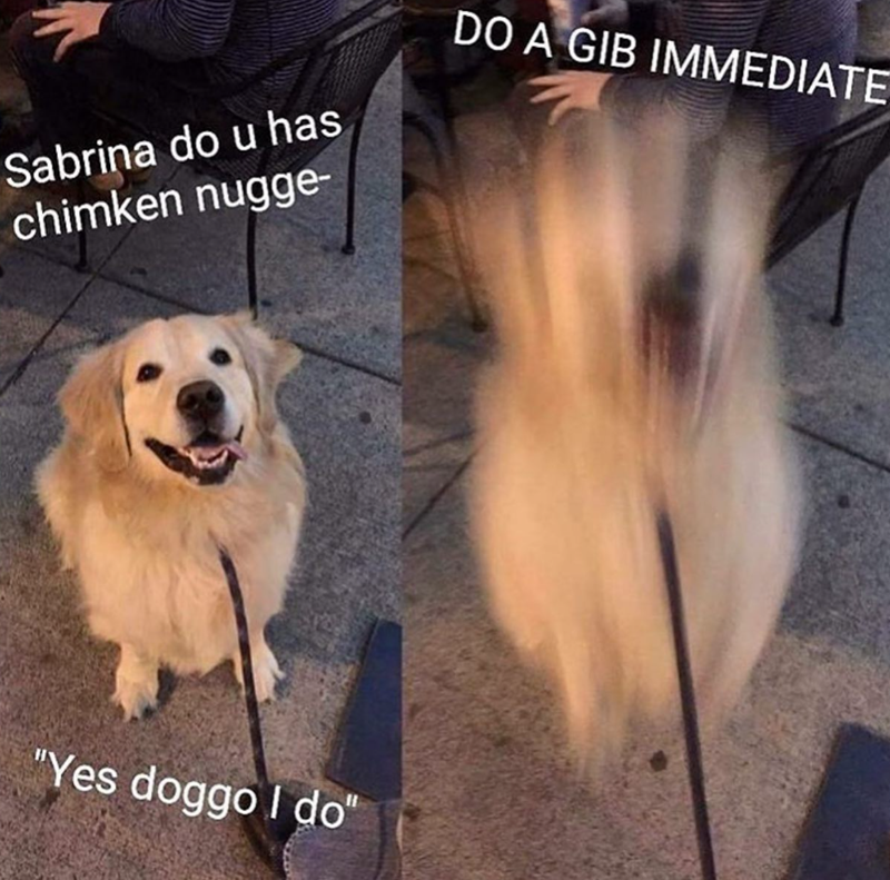 Sabrina do u has chimken nugge- "Yes doggo I do" DO A GIB IMMEDIATE