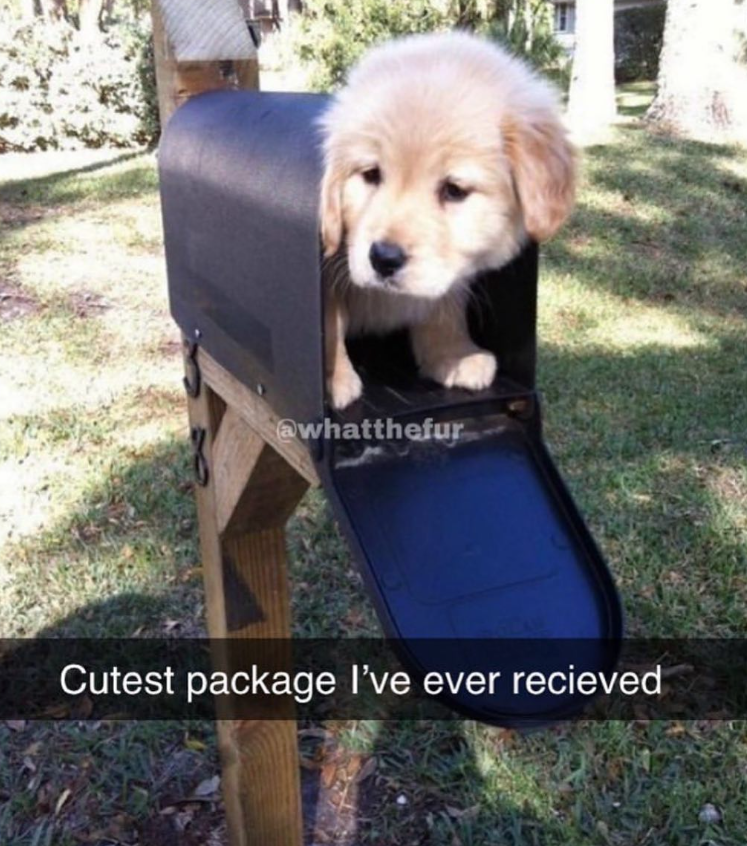 @whatthefur Cutest package I've ever recieved