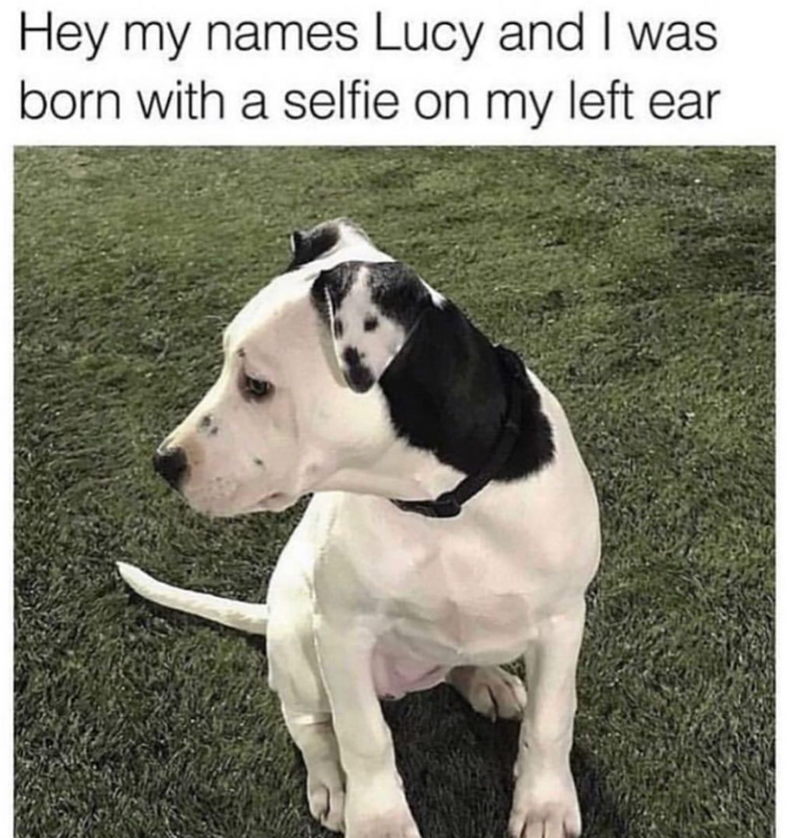 Hey my names Lucy and I was born with a selfie on my left ear