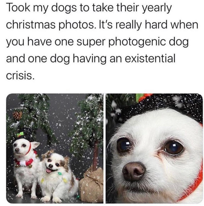 Took my dogs to take their yearly christmas photos. It's really hard when you have one super photogenic dog and one dog having an existential crisis.