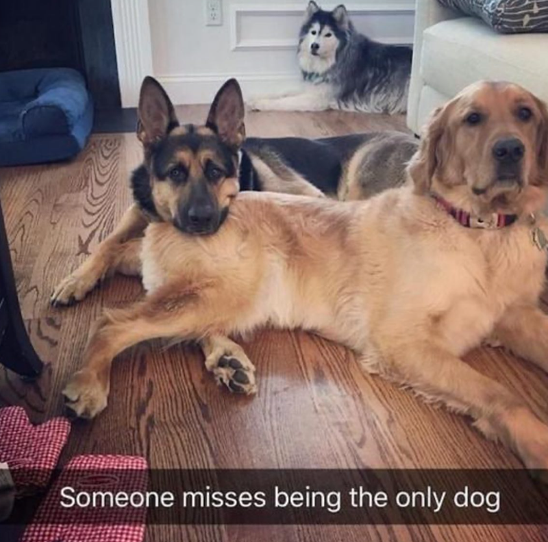 3424 Someone misses being the only dog