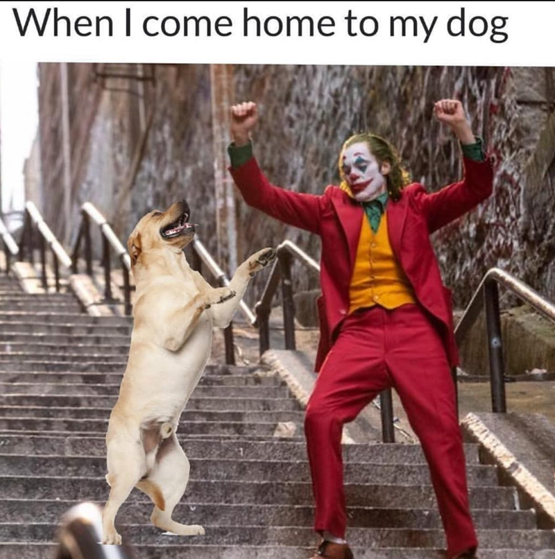 When I come home to my dog