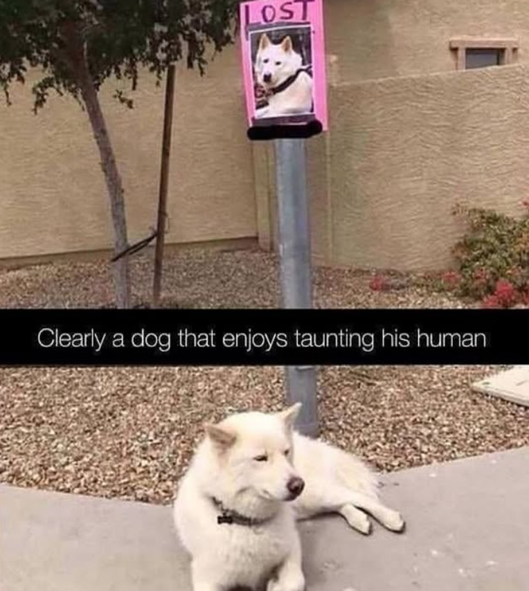 LOST Clearly a dog that enjoys taunting his human