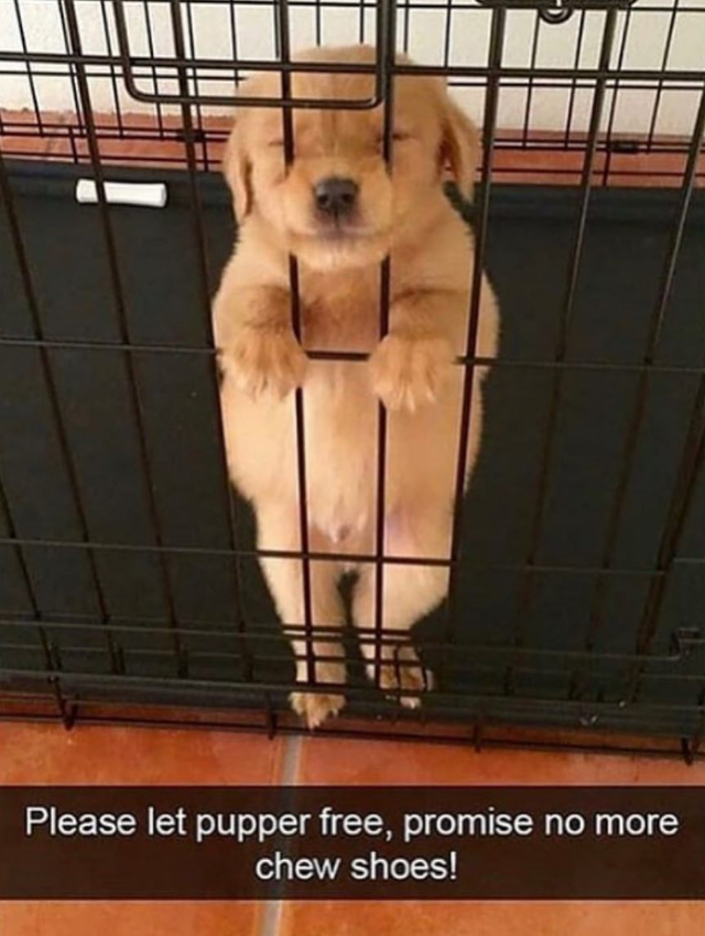Please let pupper free, promise no more chew shoes!