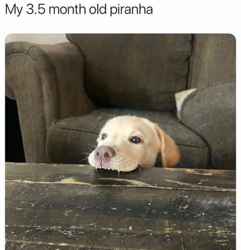 My 3.5 month old piranha