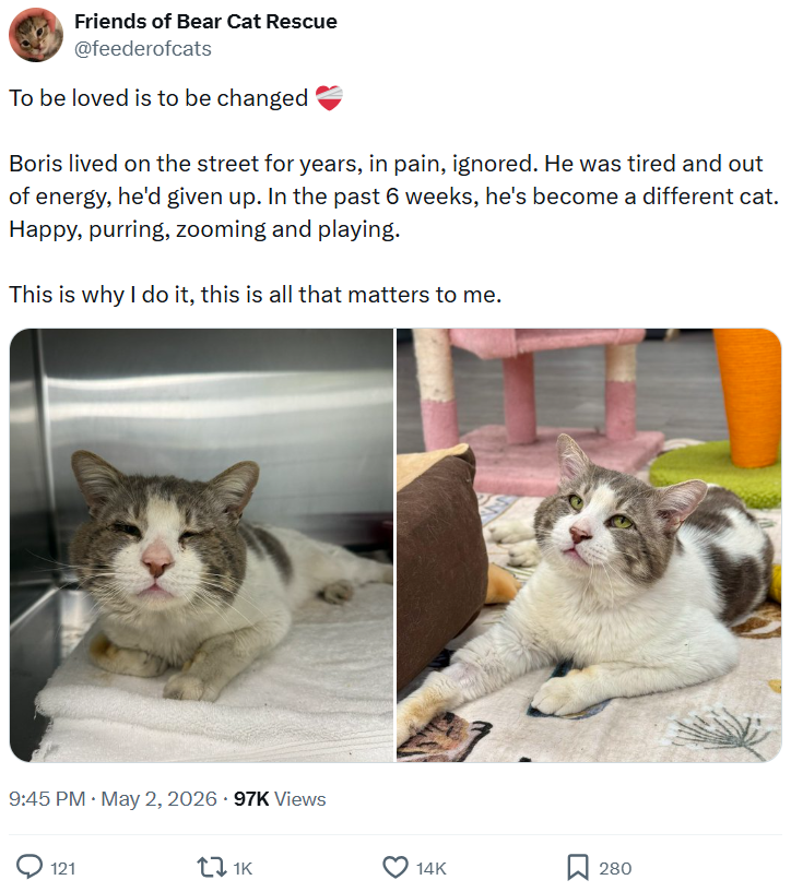 Friends of Bear Cat Rescue @feederofcats To be loved is to be changed Boris lived on the street for years, in pain, ignored. He was tired and out of energy, he'd given up. In the past 6 weeks, he's become a different cat. Happy, purring, zooming and playing. This is why I do it, this is all that matters to me. 9:45 PM ⚫ May 2, 2026 97K Views 121 17 1K 14K 280
