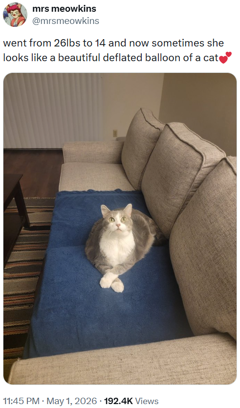 mrs meowkins @mrsmeowkins went from 26lbs to 14 and now sometimes she looks like a beautiful deflated balloon of a cate 11:45 PM • May 1, 2026 192.4K Views