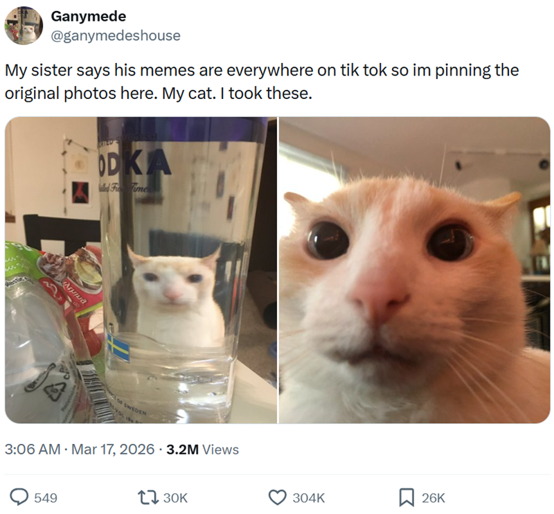 Ganymede @ganymedeshouse My sister says his memes are everywhere on tik tok so im pinning the original photos here. My cat. I took these. ODKA d F Time 1 9 SWEDEN 3:06 AM · Mar 17, 2026 3.2M Views • 549 130K 304K 26K