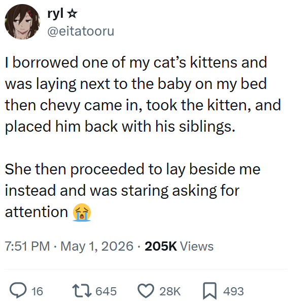 ryl✰ @eitatooru I borrowed one of my cat's kittens and was laying next to the baby on my bed then chevy came in, took the kitten, and placed him back with his siblings. She then proceeded to lay beside me instead and was staring asking for attention 7:51 PM ⚫ May 1, 2026 205K Views ☐ 16 17645 28K ☐ 493