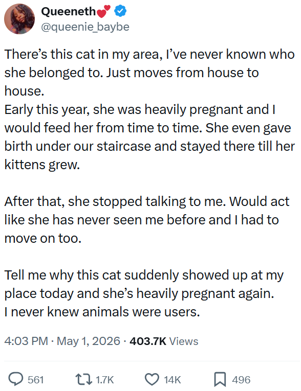 Queeneth @queenie_baybe There's this cat in my area, I've never known who she belonged to. Just moves from house to house. Early this year, she was heavily pregnant and I would feed her from time to time. She even gave birth under our staircase and stayed there till her kittens grew. After that, she stopped talking to me. Would act like she has never seen me before and I had to move on too. Tell me why this cat suddenly showed up at my place today and she's heavily pregnant again. I never knew a