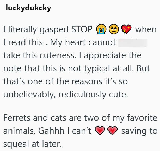 luckydukcky I literally gasped STOP I read this. My heart cannot when take this cuteness. I appreciate the note that this is not typical at all. But that's one of the reasons it's so unbelievably, rediculously cute. Ferrets and cats are two of my favorite animals. Gahhh I can't squeal at later. saving to