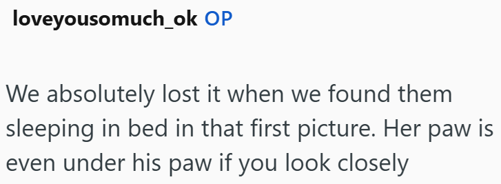 loveyousomuch_ok OP We absolutely lost it when we found them sleeping in bed in that first picture. Her paw is even under his paw if you look closely