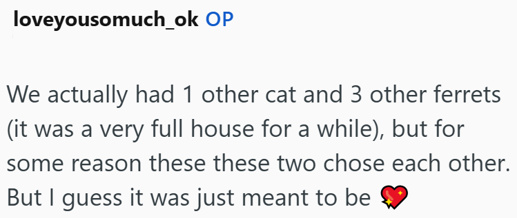 loveyousomuch_ok OP We actually had 1 other cat and 3 other ferrets (it was a very full house for a while), but for some reason these these two chose each other. But I guess it was just meant to be